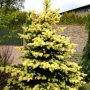 Eglė dygioji (Picea pungens) 'Maigold'